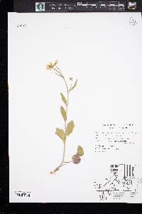 Cardamine bulbosa image