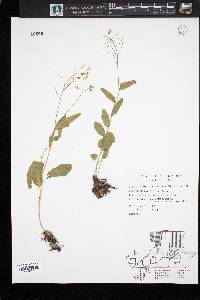 Cardamine bulbosa image