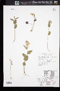 Cardamine douglassii image