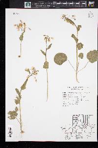 Cardamine douglassii image