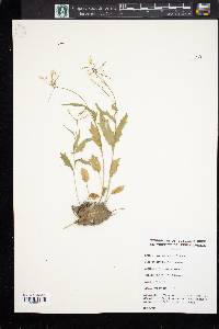 Cardamine bulbosa image