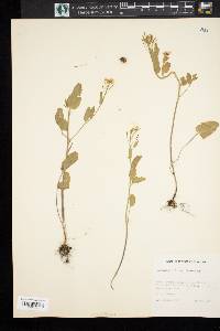 Cardamine bulbosa image