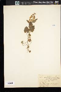 Cardamine bulbosa image