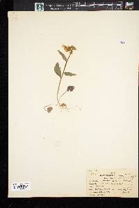 Cardamine bulbosa image