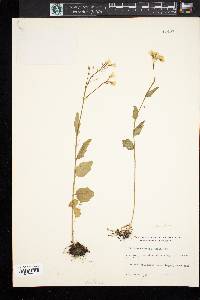 Cardamine bulbosa image