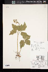 Cardamine diphylla image