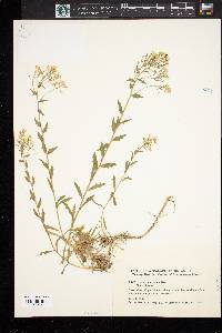 Draba ramosissima image