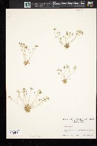 Draba verna image