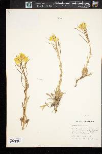 Erysimum arenicola image