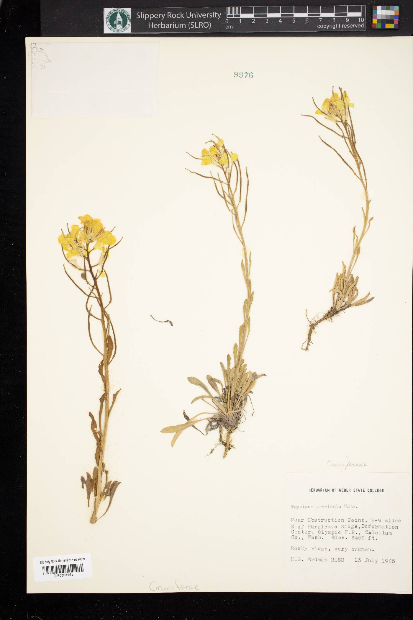 Erysimum arenicola image