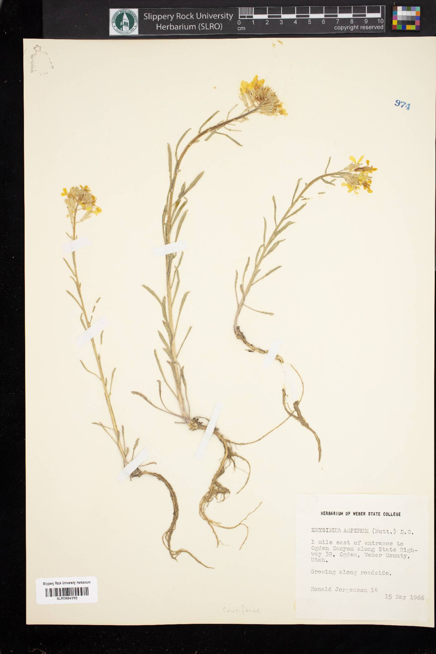 Erysimum asperum image