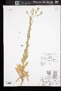 Lepidium campestre image