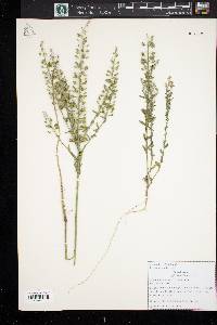 Lepidium campestre image