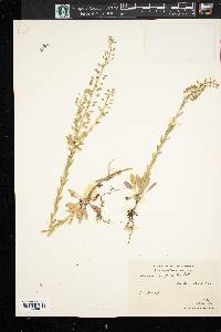 Lepidium campestre image