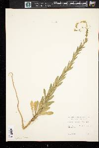 Lepidium campestre image