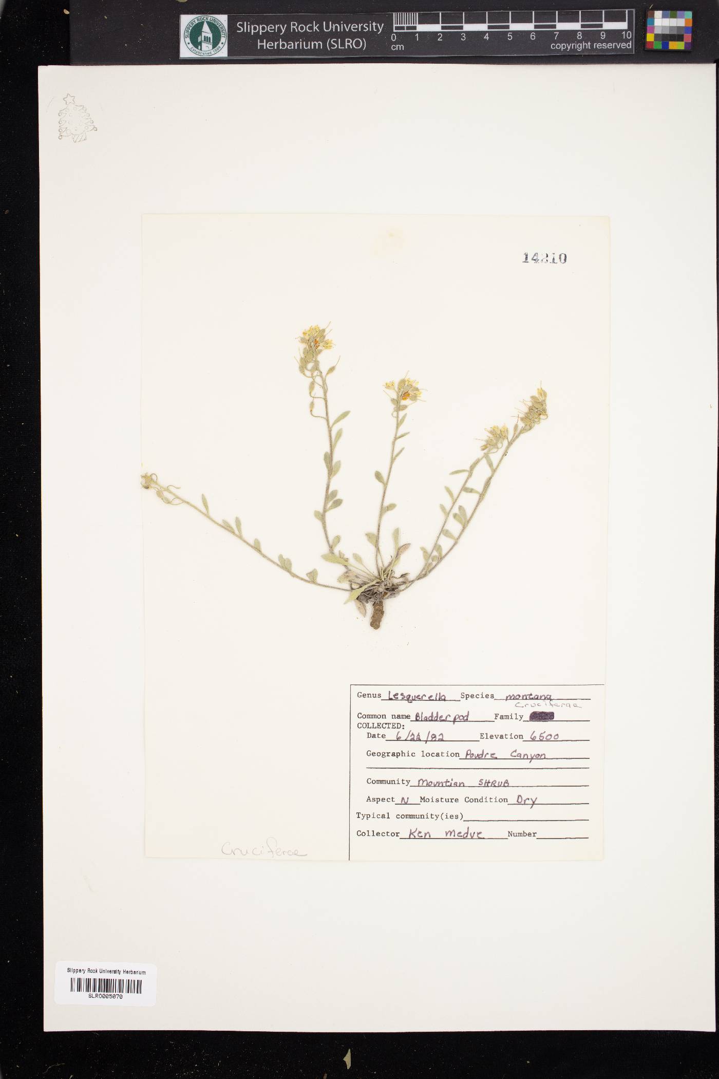 Physaria montana image