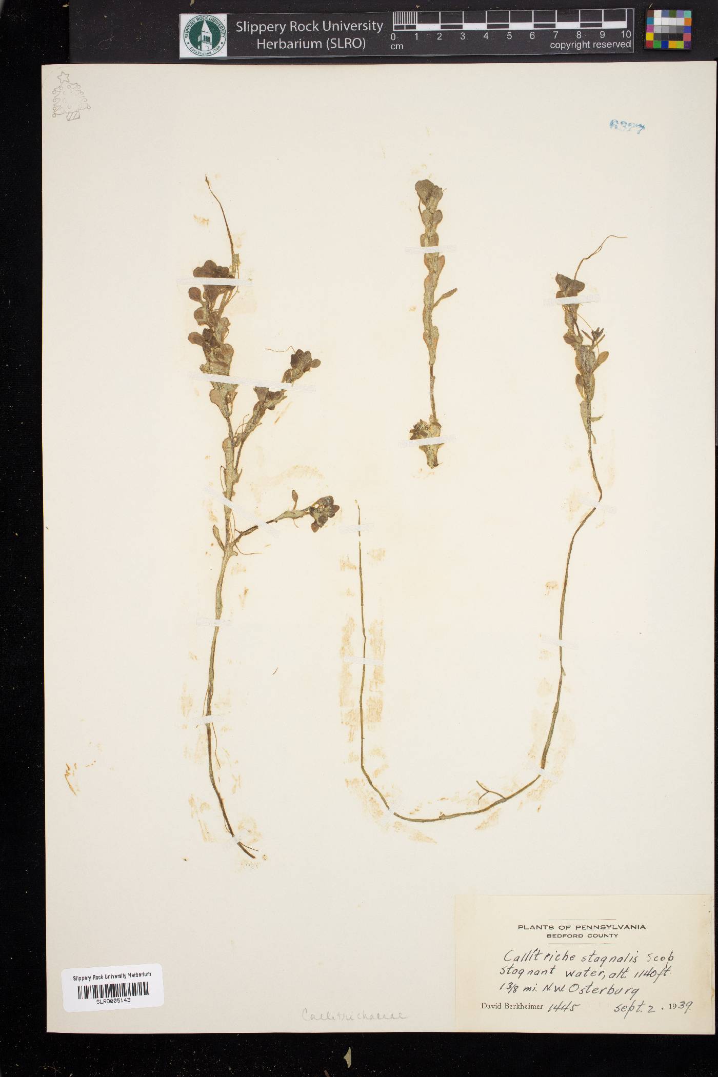 Callitriche stagnalis image