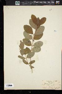 Lonicera oblongifolia image