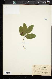 Lonicera canadensis image