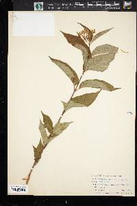 Lonicera canadensis image