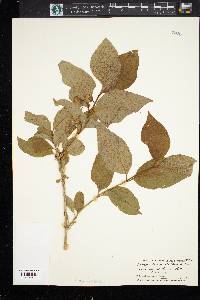 Lonicera involucrata image