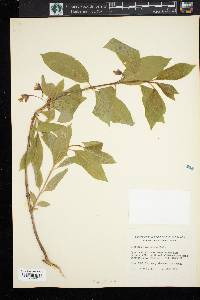 Lonicera involucrata image