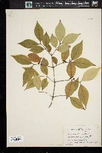 Lonicera maackii image