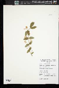 Lonicera morrowii image