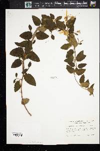 Lonicera oblongifolia image