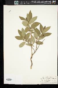 Lonicera oblongifolia image