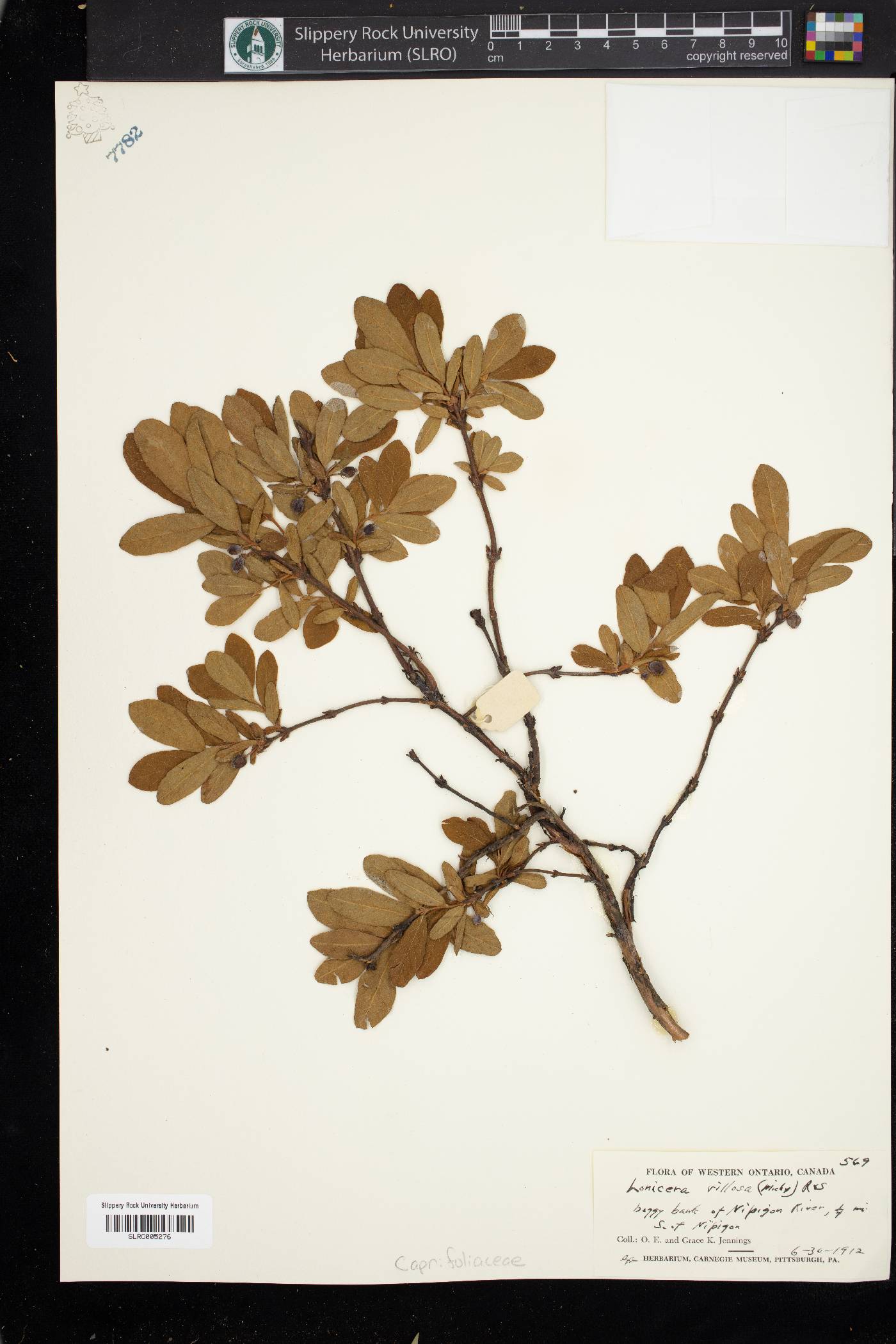 Lonicera villosa image