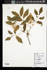 Sambucus racemosa subsp. racemosa image