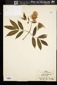 Sambucus racemosa subsp. racemosa image