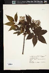 Sambucus racemosa subsp. racemosa image