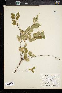 Symphoricarpos orbiculatus image