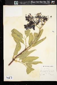 Sambucus cerulea image