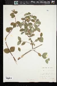 Symphoricarpos oreophilus var. utahensis image