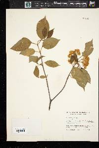 Viburnum lentago image