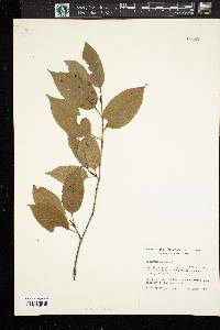 Viburnum lentago image