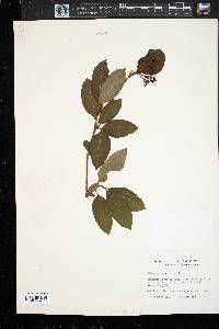 Viburnum cassinoides image