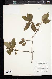 Viburnum cassinoides image