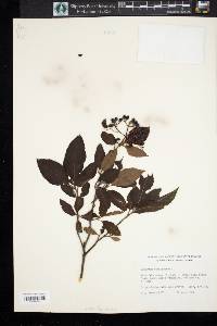 Viburnum cassinoides image