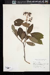 Viburnum cassinoides image