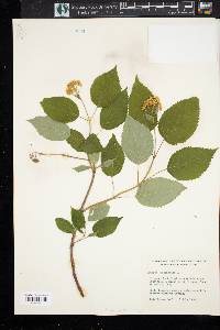 Viburnum cassinoides image