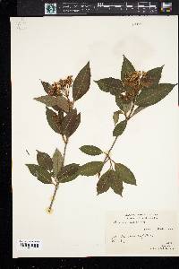 Viburnum cassinoides image