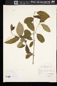 Viburnum cassinoides image