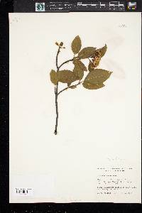 Viburnum cassinoides image