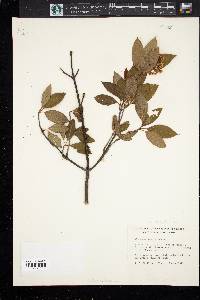 Viburnum cassinoides image