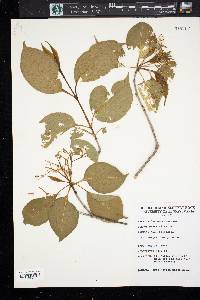 Viburnum cassinoides image