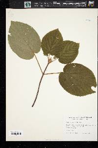 Viburnum lantanoides image